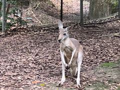 -清迈夜间动物园