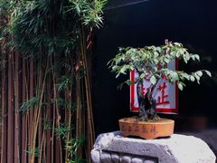 -觀芷隐轩