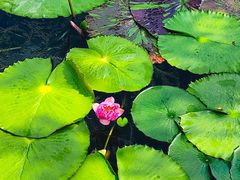 -云溪植物园