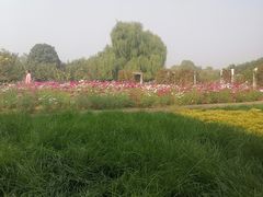 -石家庄市植物园