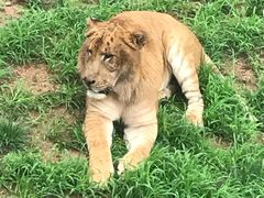 -西霞口神雕山野生动物世界