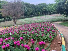 -松山湖梦幻百花洲