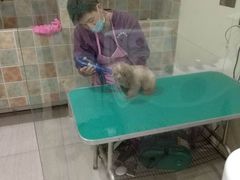 -佳雯宠物医院(四明中路分院)