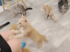 -楼上猫咖(罗湖店)