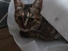 -喜多萌中农锦绣动物医院24H·猫科·牙科MRI·CT