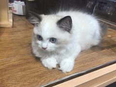 -狗道宠物(常熟印象城店)