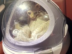 -爱妮康宠物医院·干细胞免疫细胞·肿瘤·心脏(张江店)