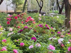 -洛阳市隋唐城遗址植物园