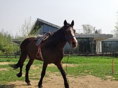 -田园东方蜜桃村的田野营地