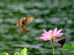 -莲花池公园