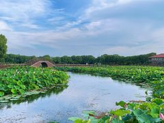 -荷塘月色湿地公园·向阳花洲