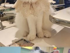 -怪兽屋·羊驼·猫咖·狗咖(俊华广场店)