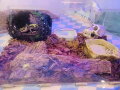 -Rabbit Cafe私房西餐甜点咖啡(栖霞路店)