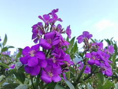 -梧桐山风景名胜区