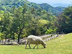 -神户市立六甲山牧场