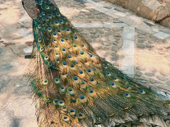 -瑞丽独树成林风景区