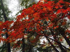 -天女山森林公园