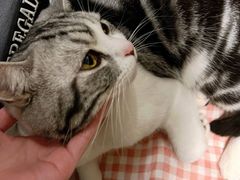 -帕帕拉兹宠物(亚洲旗舰店)