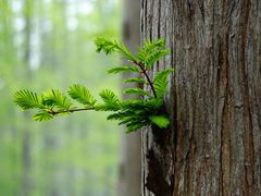 -黄海国家森林公园