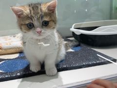 -babydoll猫舍·米努特·德文·缅因(久光中心店)