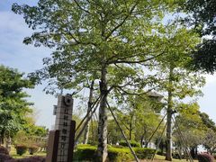 -大湾区中央湿地公园