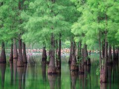 -白鹭湾湿地公园