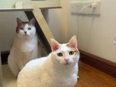 -宠颐生猫科·内科皮肤科(西平世纪城店)