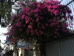 -Pho Hoa Pasteur