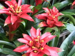 -桂林市花鸟市场