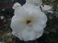 -人民公园(罗湖区)