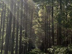 -黄海国家森林公园