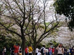 -武汉大学-樱园