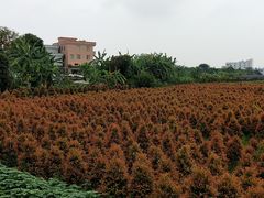 -隔田烧鸡