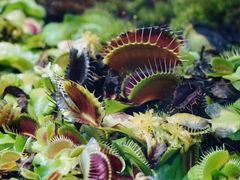 -国家植物园南园