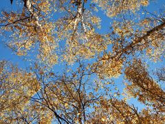 -塞罕坝国家级自然保护区