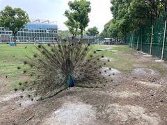 -苏州太湖西山岛开心农场
