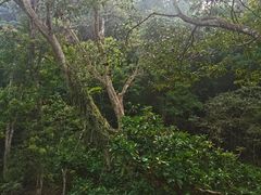 -野象谷景区