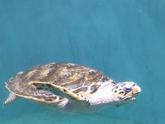 -海合安青岛极地海洋公园