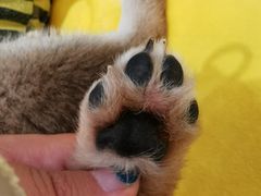 -逗柴咖啡屋·狗咖猫咖宠物桌游