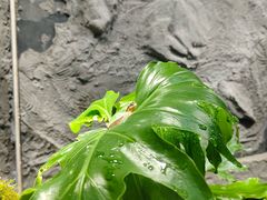 -上海大自然野生昆虫馆(东方明珠·爬宠昆虫探索中心)