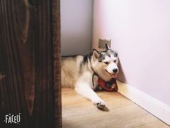 -Husky Go! 哈士奇体验馆·宠物咖啡厅狗咖