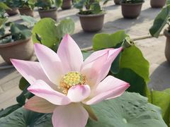 -莲花池公园