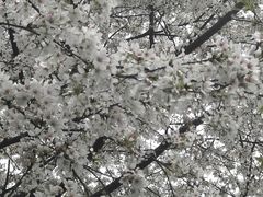 -武汉大学-樱园
