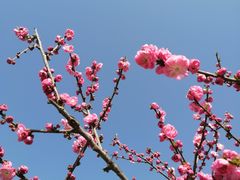 -洛阳市隋唐城遗址植物园