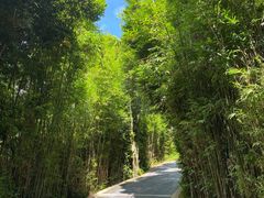 -三亚亚龙湾人间天堂鸟巢度假村