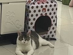 -天使宠物医院·犬猫分诊(彩虹店)