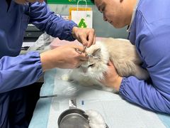 -半岛宠物医院24小时(科华中路店)