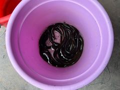 -马陆小张葡萄园农家乐