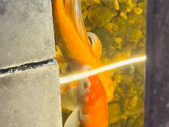 -颐和•海鲜砂锅粥•啫啫煲(奥林匹克广场店)