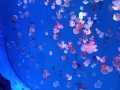 -海合安青岛极地海洋公园